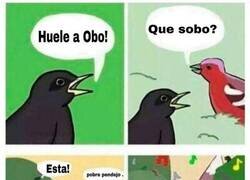 Enlace a Huele a obo