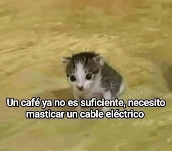 Gato_empresario - Cuando la cafeína ya no te hace efecto
