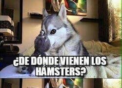 Enlace a ¿De dónde iban a venir sino?