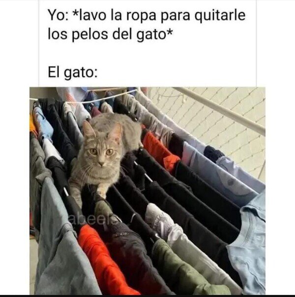 Meme_otros - Gato Vs Mi ropa