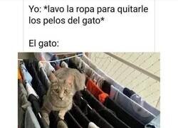 Enlace a Gato Vs Mi ropa