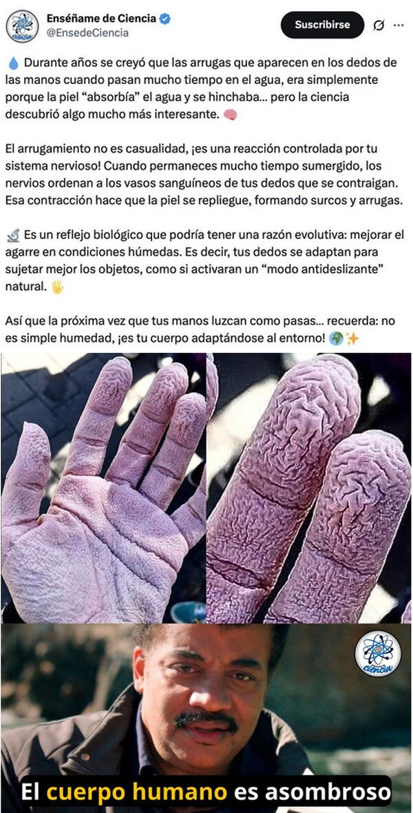 CC_2827726_bcdaaae01adb4e3e886347c804ea258b_meme_otros_las_arrugas_que_te_salen_en_los_dedos_cuando_pasas_mucho_tiempo_en_el_agua.jpg