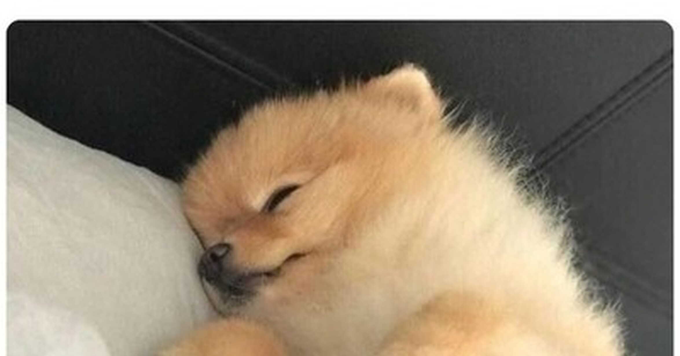 Cuánto cabrón / ¡Cállense ya maldita sea, dejen dormir al prójimo!