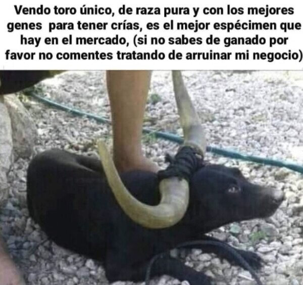 CC_2827900_cc3d9190b29a45ca9311359e78850b8f_otros_si_no_sabes_nada_de_toros_callate.jpg