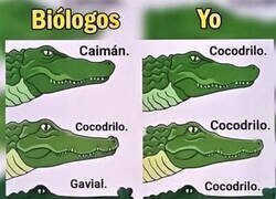 Enlace a Nunca supe diferenciarlos