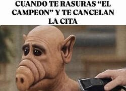 Enlace a Alf... inal nada