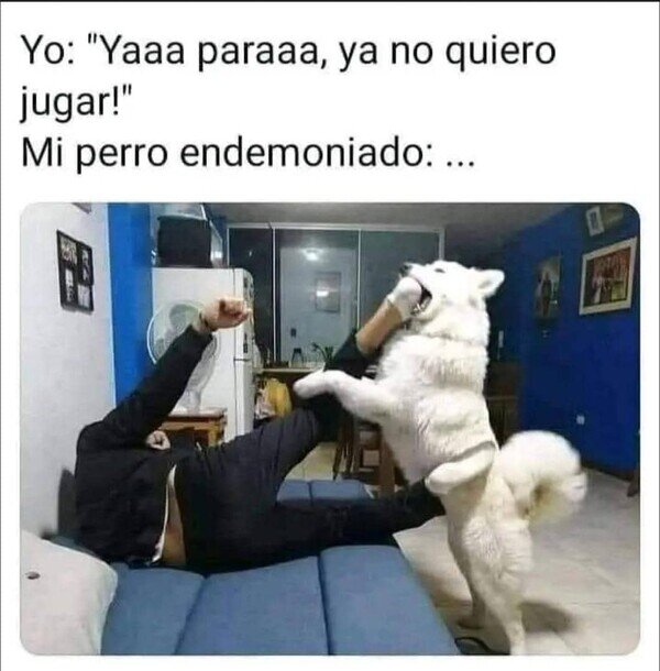 Meme_otros - ¡Ayúdenme, mi perro no quiere dejar de jugar!