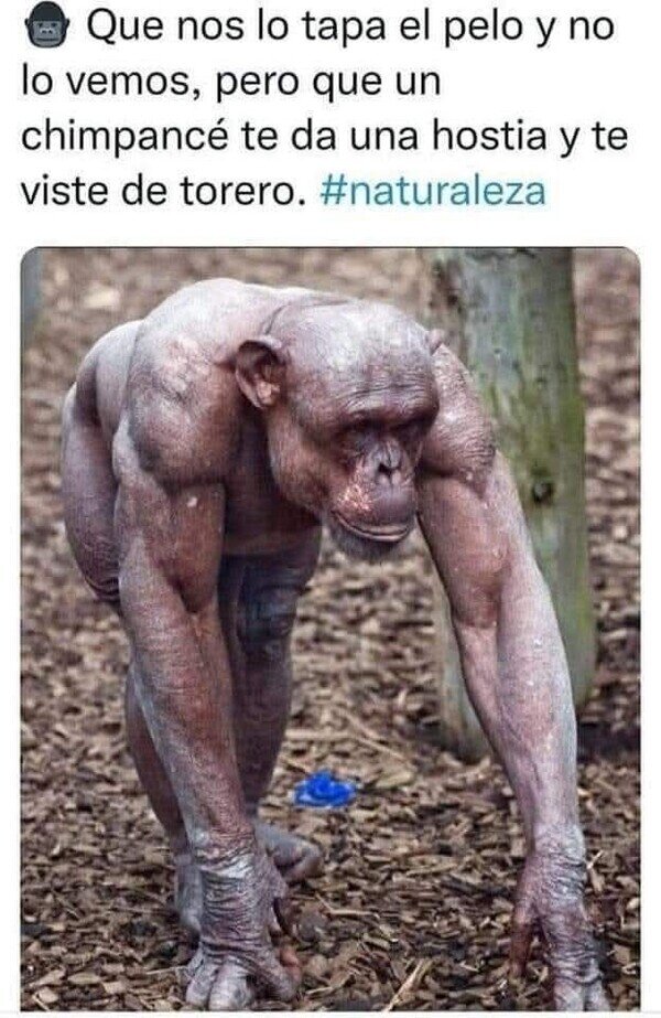 CC_2828284_4f4981be7bed4a9eb313f2eb448b44ed_meme_otros_no_te_metas_con_los_chimpances.jpg