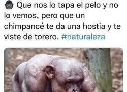 Enlace a No te metas con los chimpancés
