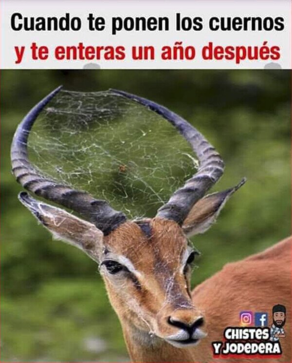 Meme_otros - Cuernos antiguos