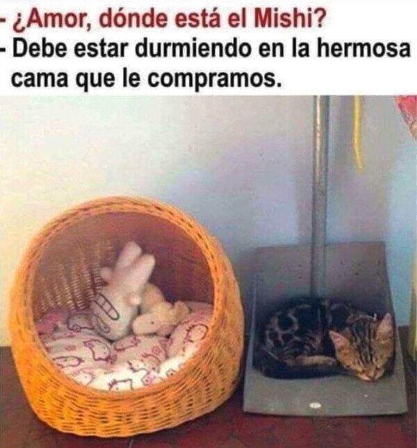 Otros - La nueva cama del Michi