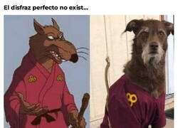 Enlace a ¿Dónde se dejó a las tortugas?