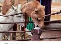 Enlace a Esta foto da para un análisis profundo