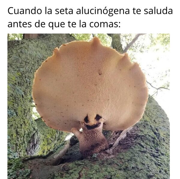 Meme_otros - Empecé a alucinar antes del consumo