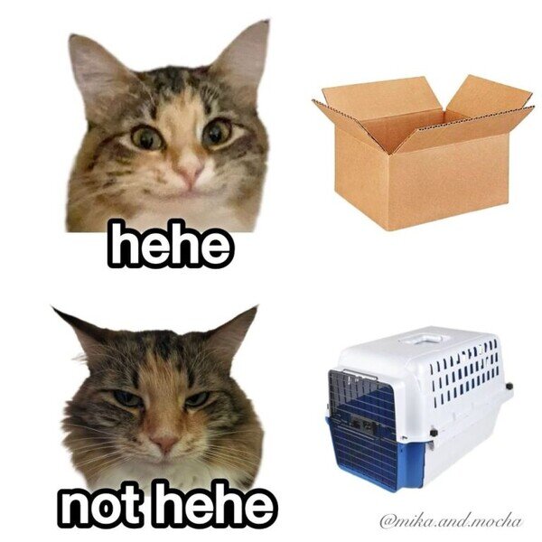 Otros - Lo que le gusta al Michi y lo que no