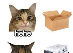 Enlace a Lo que le gusta al Michi y lo que no