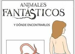 Enlace a Animales no tan fantásticos