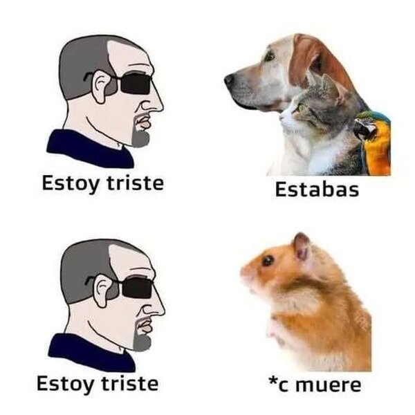 Meme_otros - El hámster no es la mascota que da más apoyo moral