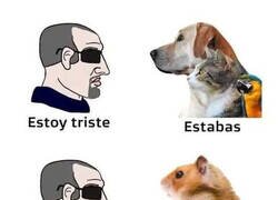 Enlace a El hámster no es la mascota que da más apoyo moral