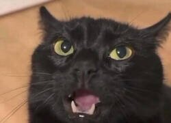 Enlace a Esto ya no es decorado...