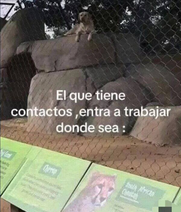 Otros - Juraría que ese leopardo es un perro