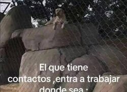 Enlace a Juraría que ese leopardo es un perro