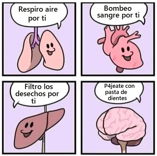 Funcionamiento,&Oacute;rganos,Pulmones,Coraz&oacute;n,H&iacute;gado,Cerebro,Pasta de dientes