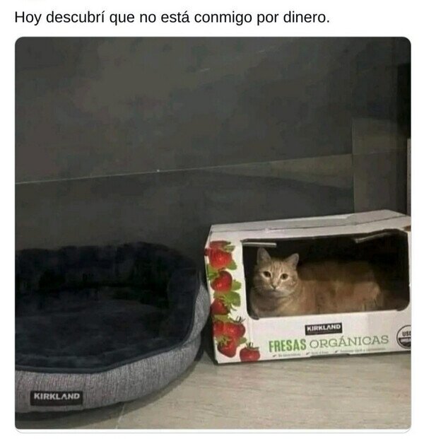 Meme_otros - El Misifú no es materialista