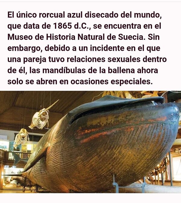 Meme_otros - Si sus entrañas hablaran...