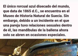 Enlace a Si sus entrañas hablaran...