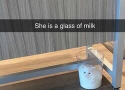 Enlace a Mi gato es un vaso de leche