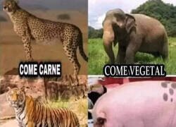 Enlace a ¿Quién dijo que los vegetales eran sanos?