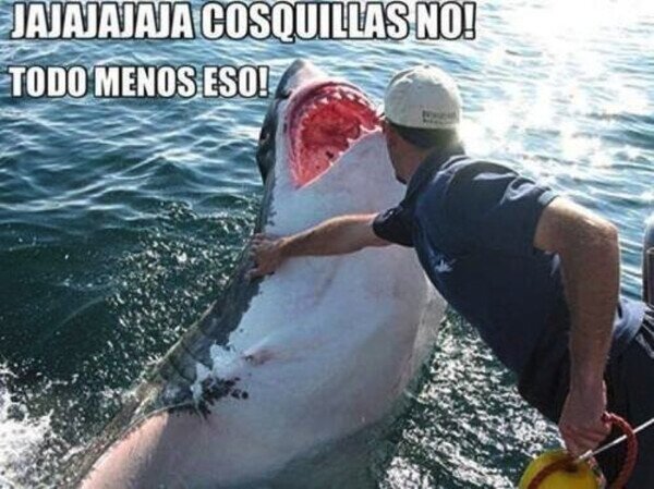 Otros - Son como gatitos del mar