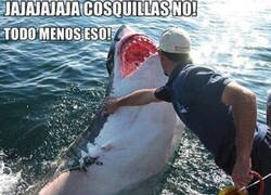 Enlace a Son como gatitos del mar