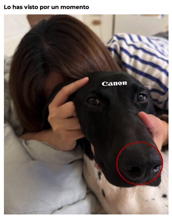 Otros - Mi perro Canon