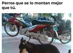 Enlace a Qué bien se lo están pasando