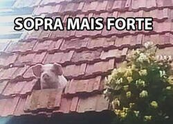 Enlace a Los memes en portugués ganan mucho