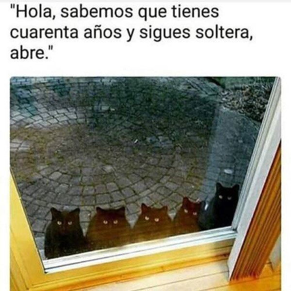 Meme_otros - Cuando los gatos vienen a ti