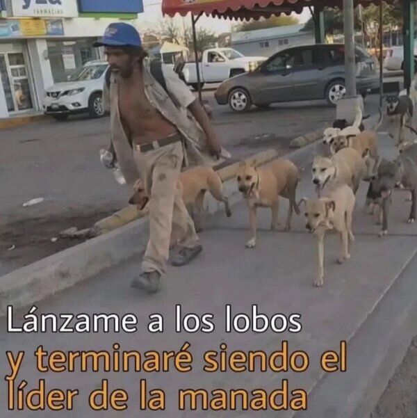 Meme_otros - Lánzame a los lobos