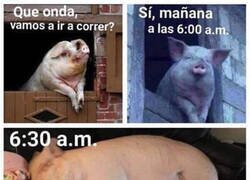 Enlace a Soy un puerco dormilón