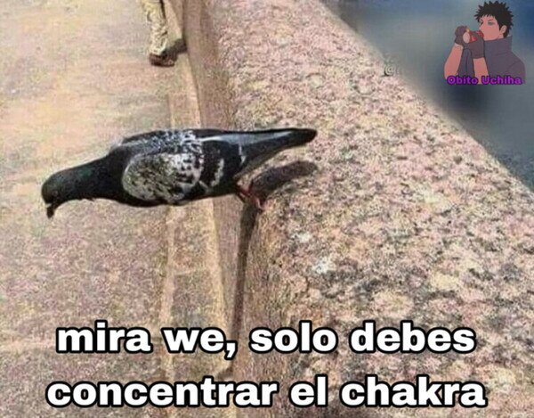 Otros - Está paloma vive en equilibrio