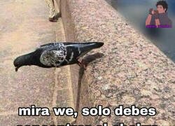 Enlace a Está paloma vive en equilibrio