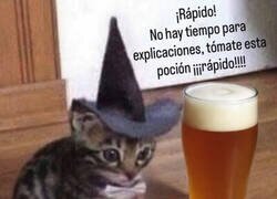 Enlace a Se me aparece este gato mágico cada viernes noche