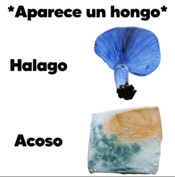 Meme_otros - Hay hongos buenos y hongos malos