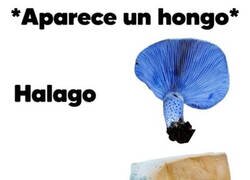 Enlace a Hay hongos buenos y hongos malos