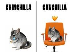 Enlace a La tontería del día