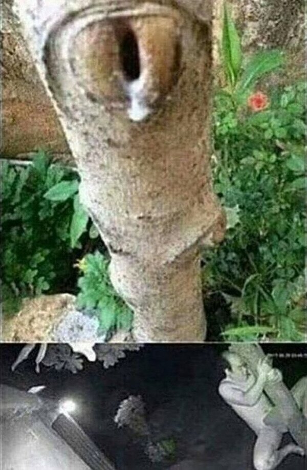 árbol,amante,naturaleza,wtf