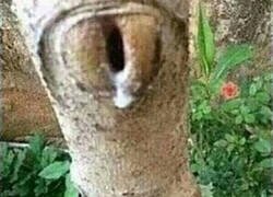 Enlace a Un amante de la naturaleza