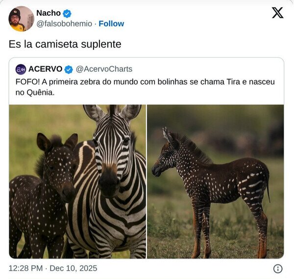 Otros - Esta cebra iba con la alternativa