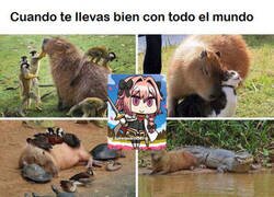 Enlace a A nadie le pueden caer mal los capibara